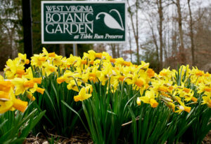 SAMUEL: Exciting things are happening at the West Virginia Botanic Garden